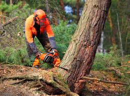 Best Tree Maintenance Programs  in Lake Vla, IL