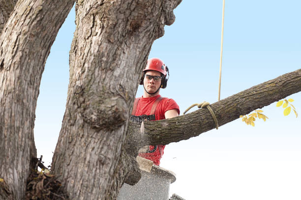 How Our Tree Care Process Works  in  Lake Villa, IL